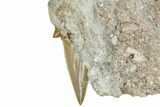 Otodus Shark Tooth Fossil in Rock - Eocene #230927-2